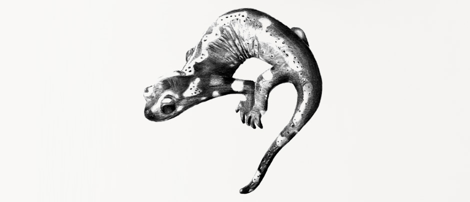 Dessin Gecko