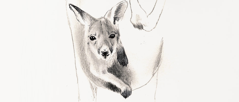 Dessin kangourou