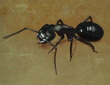 <strong>Project: </strong>Ant