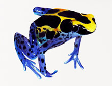 <strong>Projet: </strong>Grenouille