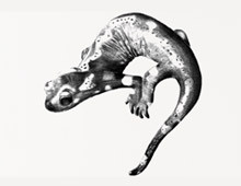 <strong>Projet: </strong>Lézard