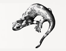 <strong>Project: </strong>Gecko